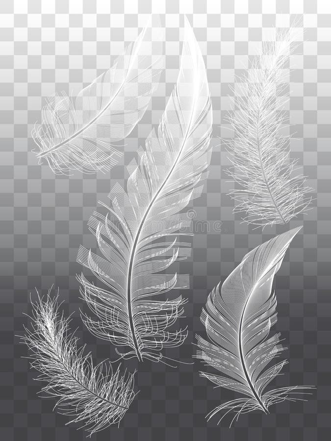 White Feathers, Set of Vector Graphic Design Elements Stock Vector