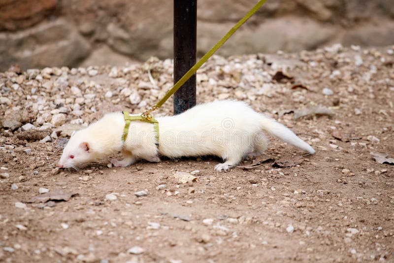 White Ferret stock photo. Image of full, animal, gray 33757224