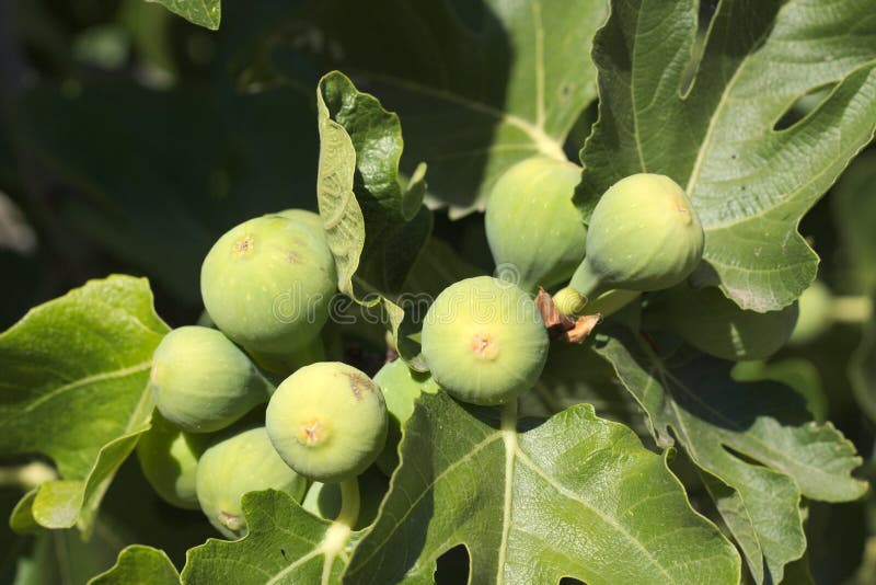 White Figs stock photo. Image of freshness, close, healthy 58114956