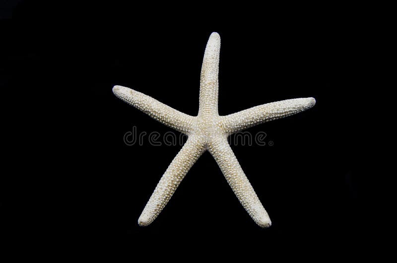 White Finger Starfish isolated on black background Sea stars and shells