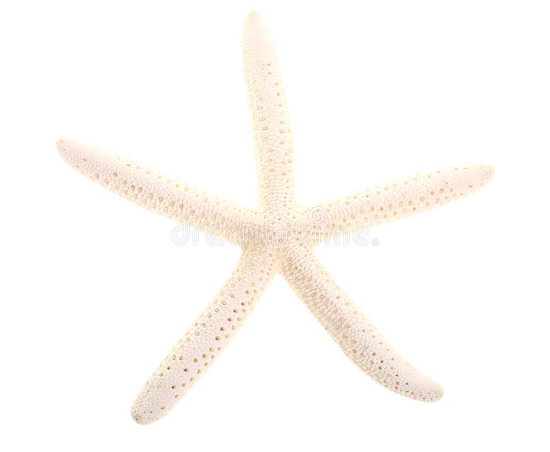 White Finger Starfish isolated on white. Sea stars