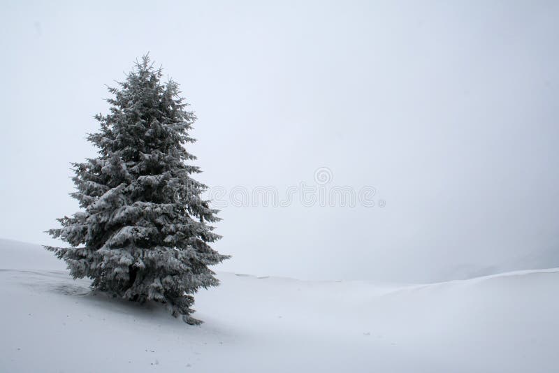 White fir tree