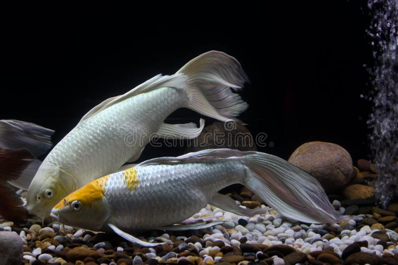 White Fish in aquarium royalty free stock image White Fish in aquarium royalty free stock image