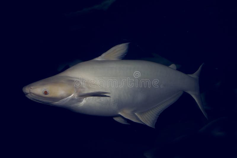 White fish in ocean depth stock image. Image of aquarium