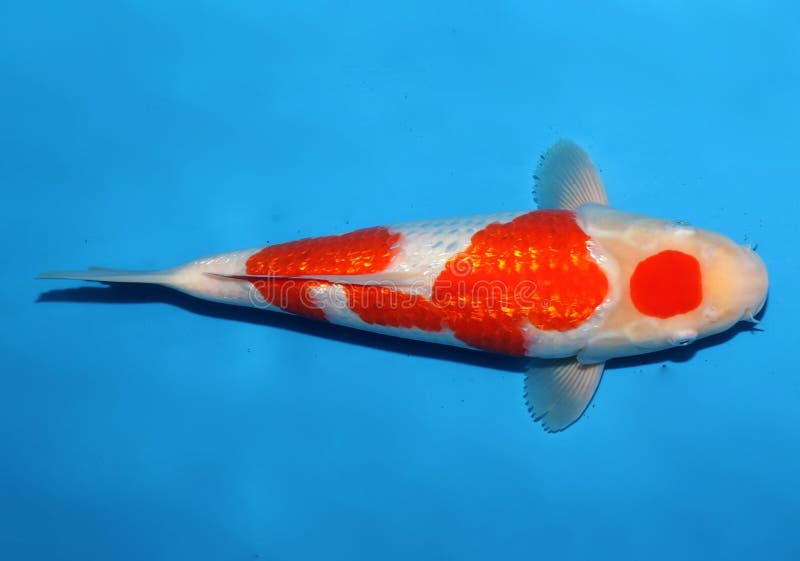 A white fish with a peacock pattern swimming royalty free stock image