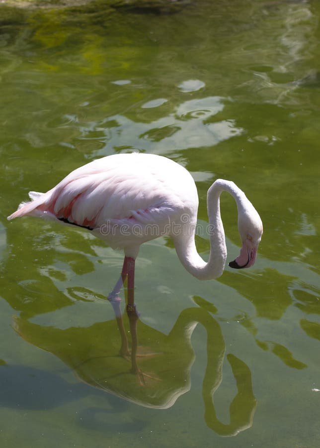 White flamingo stock photo. Image of head, maritime, wildlife - 15848148