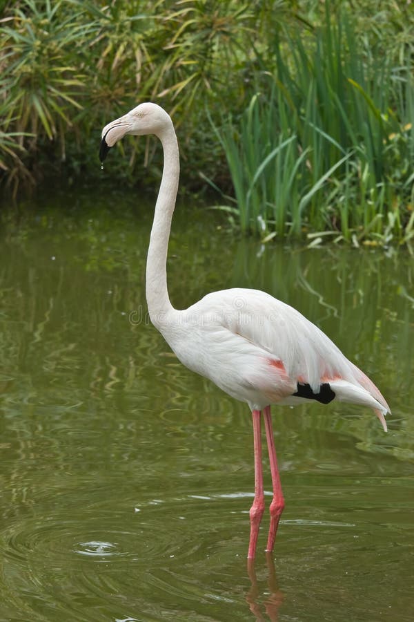 White Flamingo Stock Photo - Image: 26754430