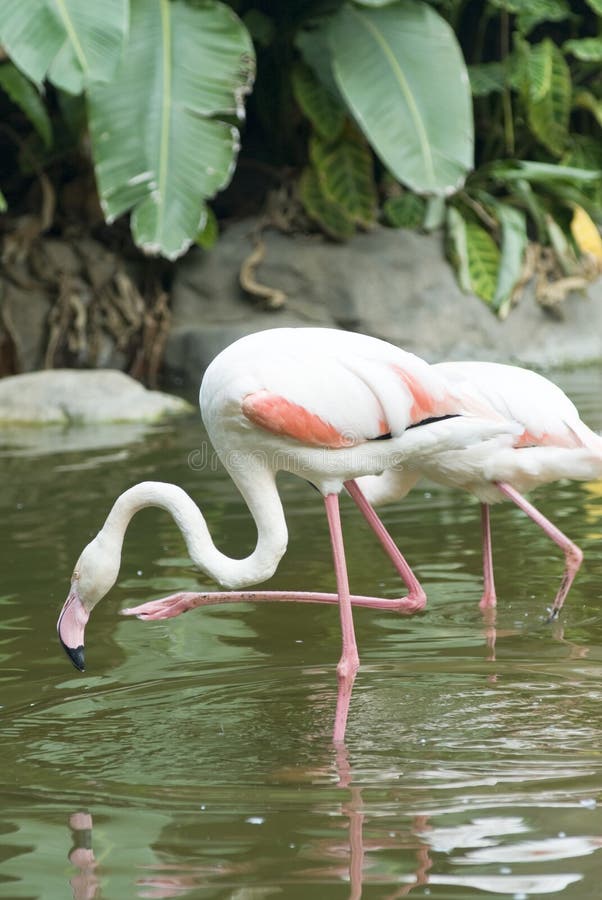 The white flamingo in zoo