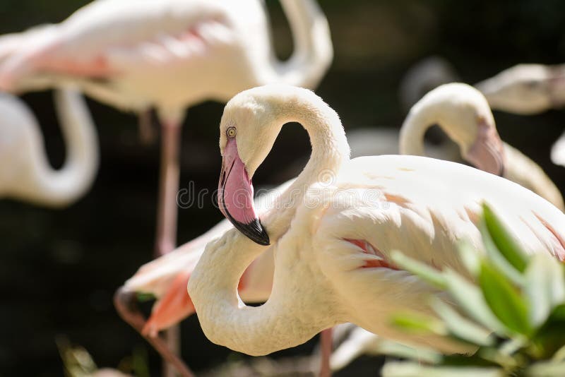 white flamingo white flamingo