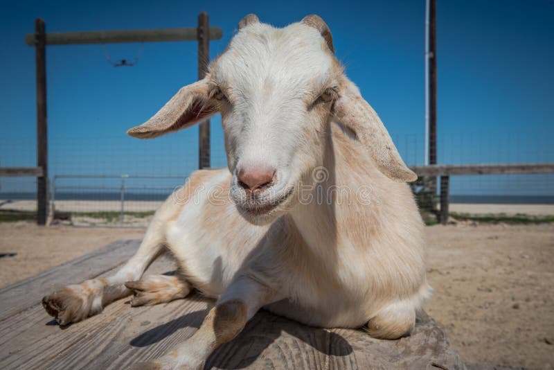 White floppy eared goat at a hobby farm. A white floppy eared goat at the Triple M Critter Corral, Hobby Farm, Indianola Texas