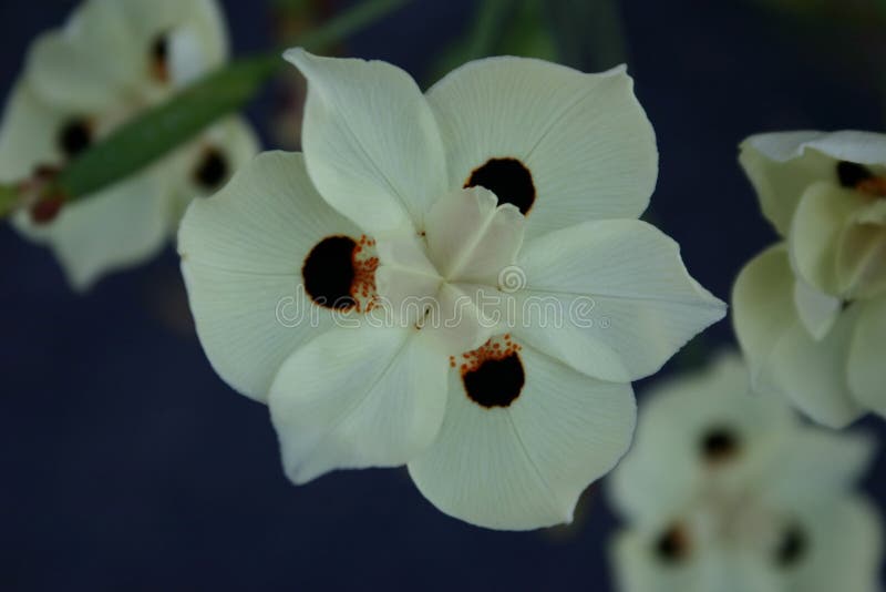Download White Flower stock image. Image of pretty, nature, flower - 16721