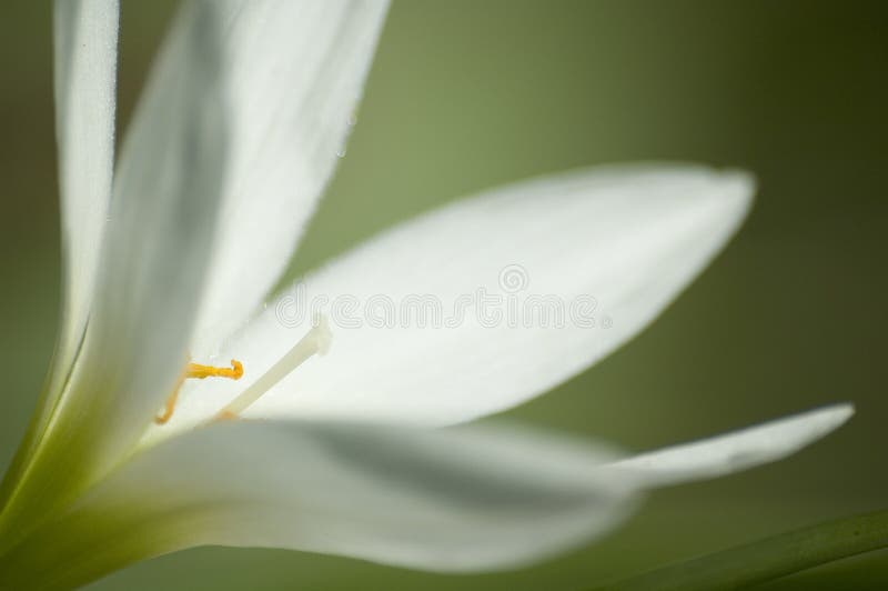 White Flower 2 stock photo White Flower 2 stock photo