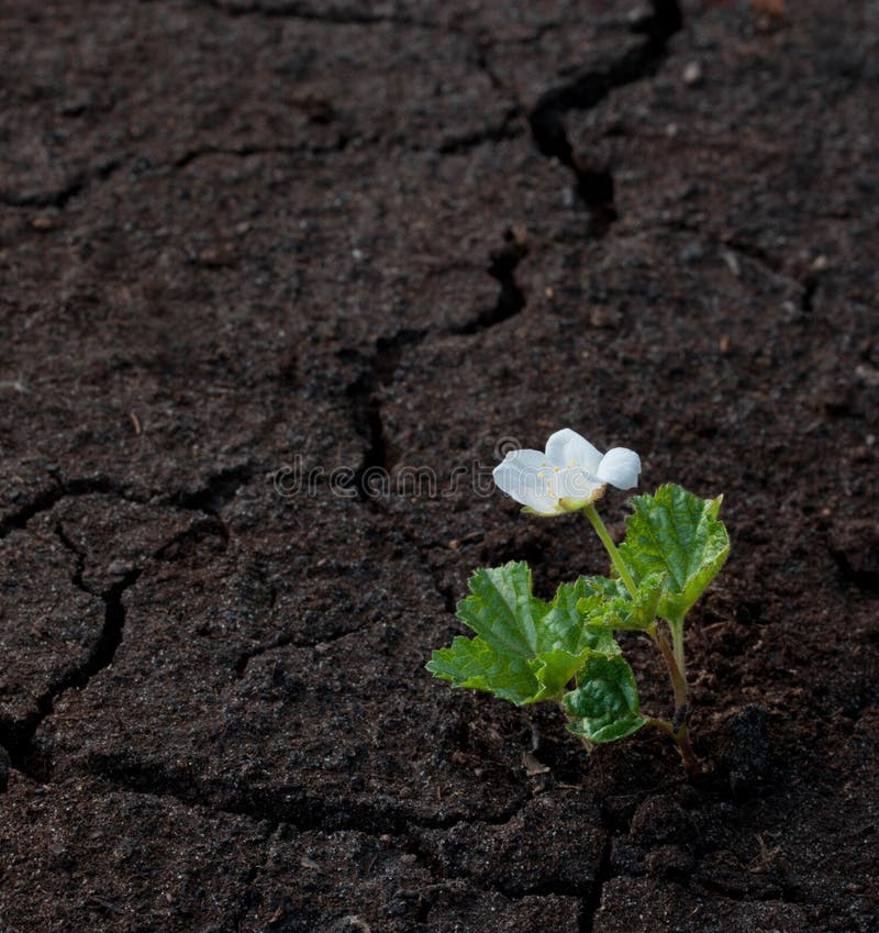 142 Flower Growing Dry Cracked Earth Stock Photos Free & RoyaltyFree