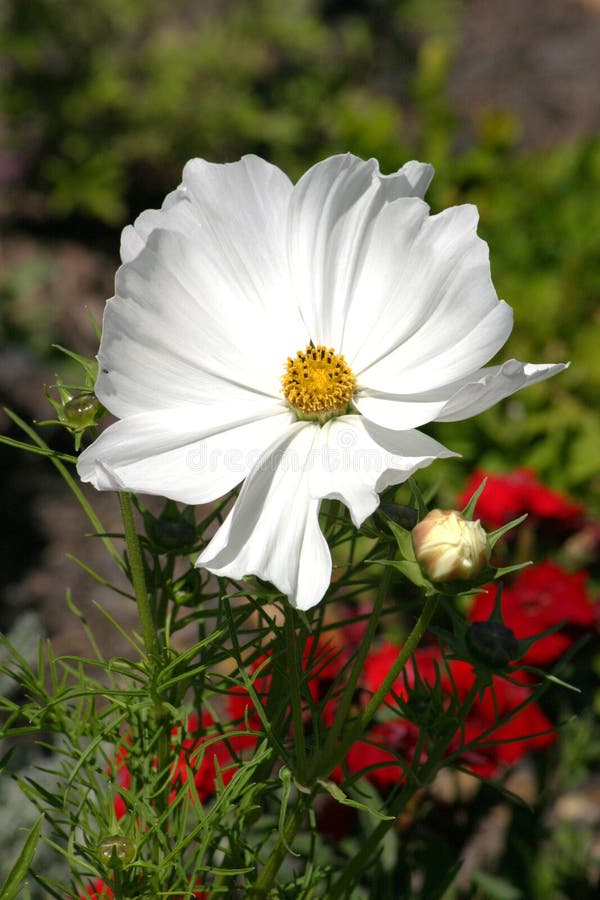 White flower