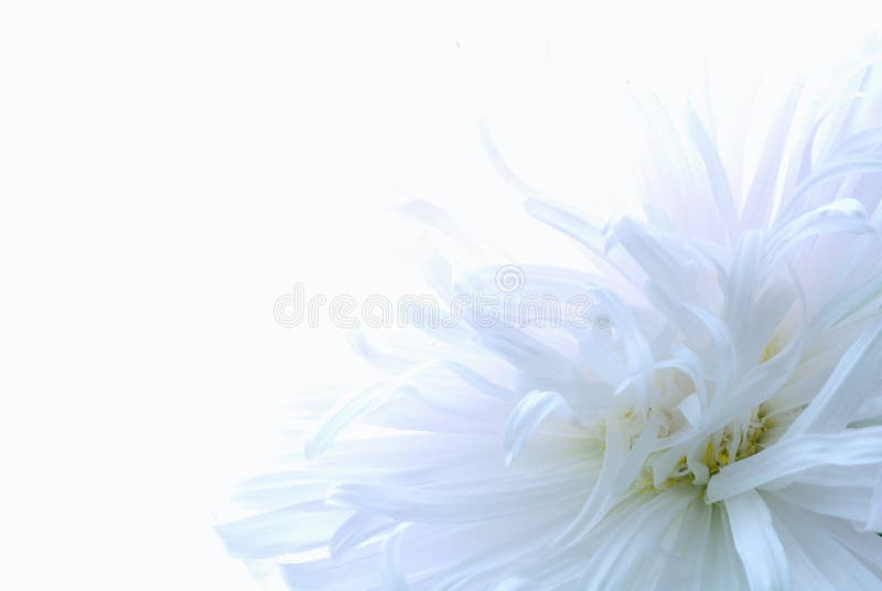 White flower