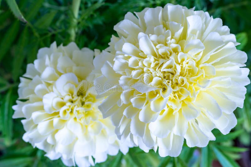 White flower of aster closeup