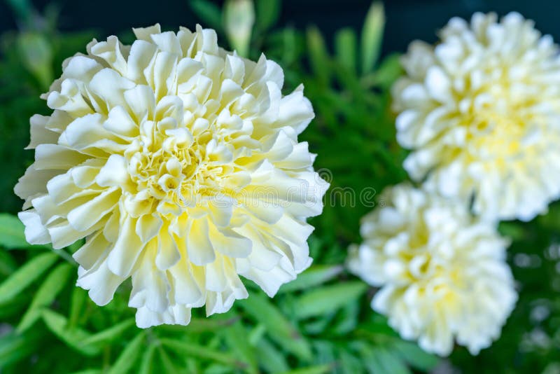 White flower of aster closeup