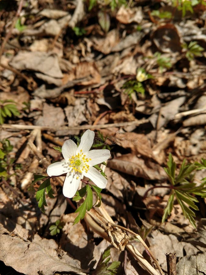 White flower in the autumn or spring leaves in the nature in forest.