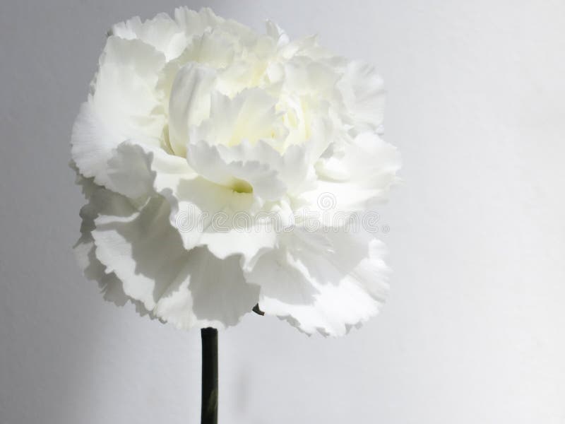 White flower background.