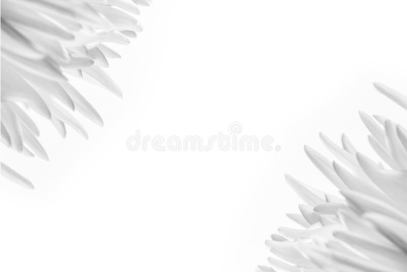 White flower background royalty free stock image