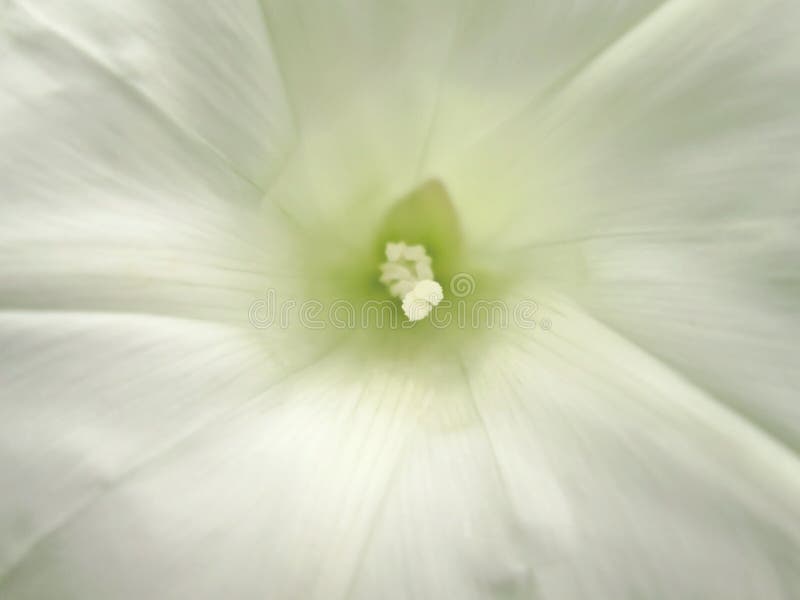 White flower background royalty free stock photography White flower background royalty free stock photography