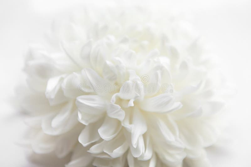 White flower on a white background