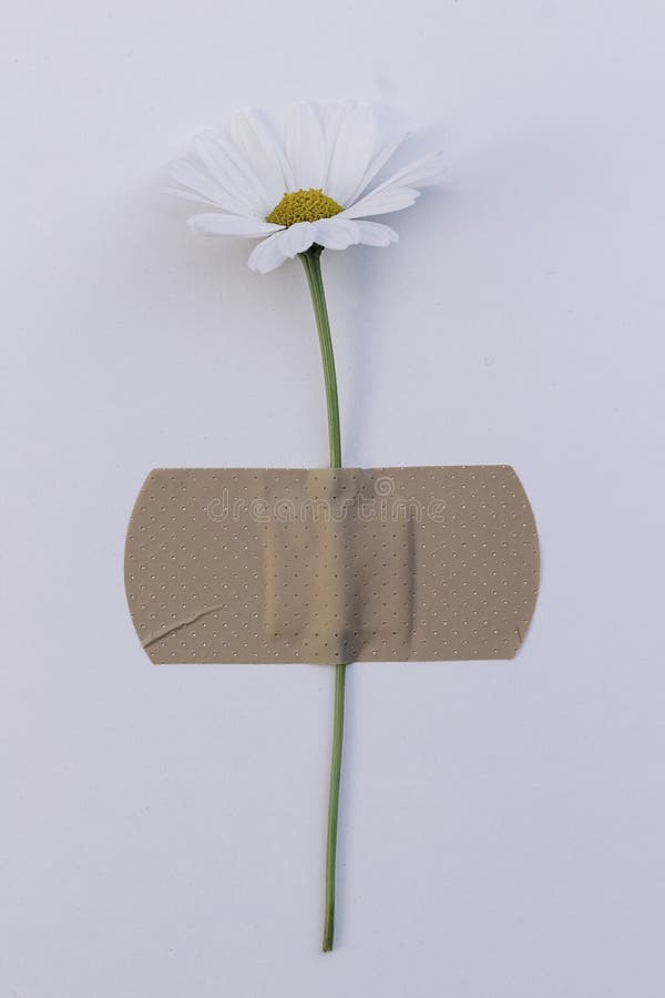White Flower with Bandaid Conceptual Image of Cure, Disease, Healing