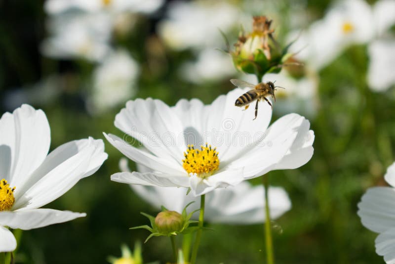 White Flower with Bee in Flight Stock Image Image of golden, plant