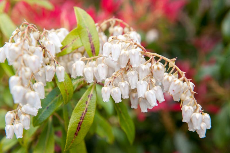 White flower bells stock image. Image of shape, wild 63918615