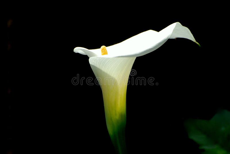 White flower on black