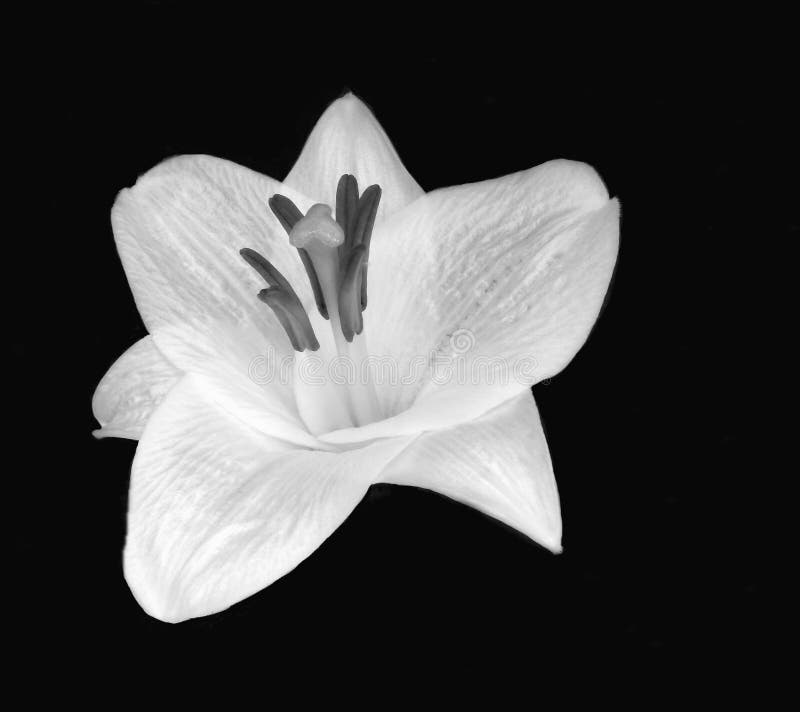 White Flower on Black Background Stock Image Image of meditation