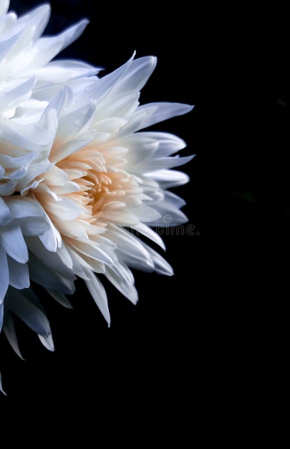 White Flower with Black Background for Wallpaper Stock Image - Image of background, daisy: 207999055 White Flower with Black Background for Wallpaper Stock Image - Image of background, daisy: 207999055