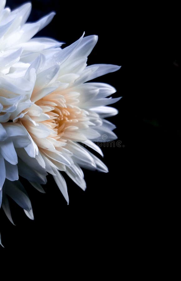 White Flower with Black Background for Wallpaper Stock Image - Image of  background, daisy: 207999055