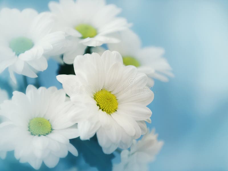 White Flower on Blue Background Stock Image - Image of card, blur