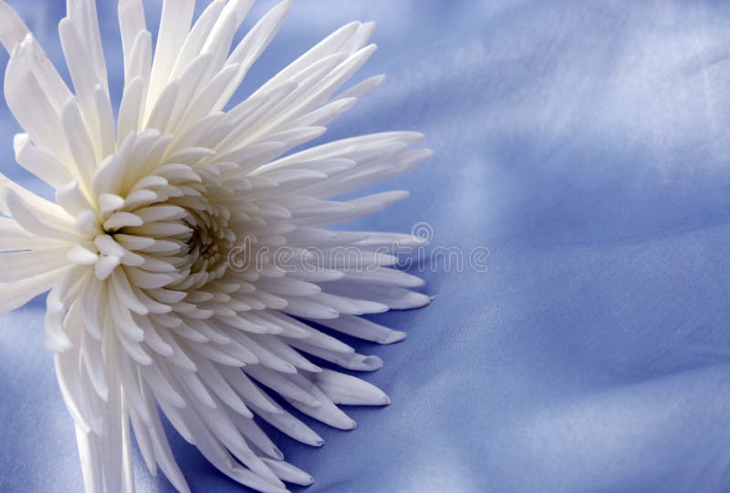 White flower on blue silk