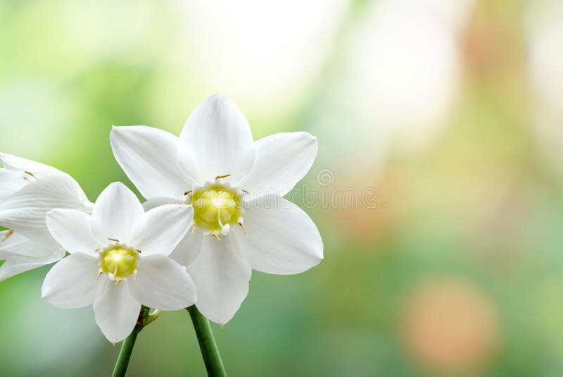 White Flower on Blur Nature Pastel Background Stock Photo - Image of ...