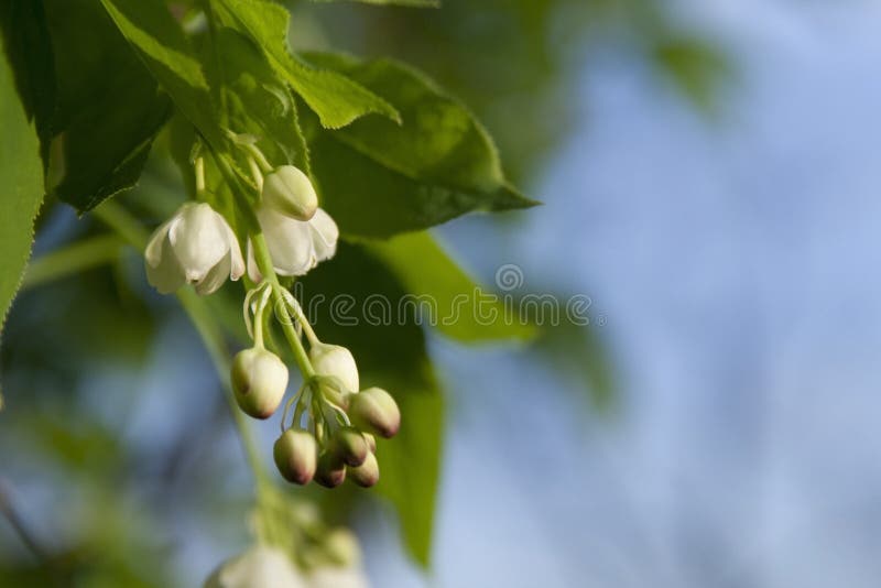 White flower buds