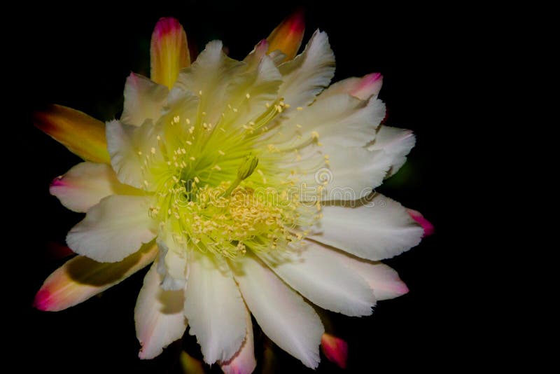 The White Flower Of The Cactus Cereus Blooming At Night Stock Photo