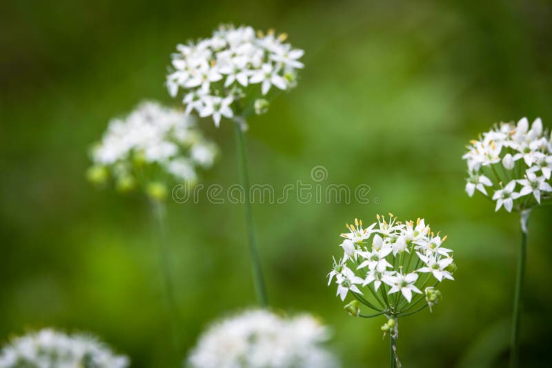 White Flower of Chinese Chive Taken Outdoors Stock Image Image of