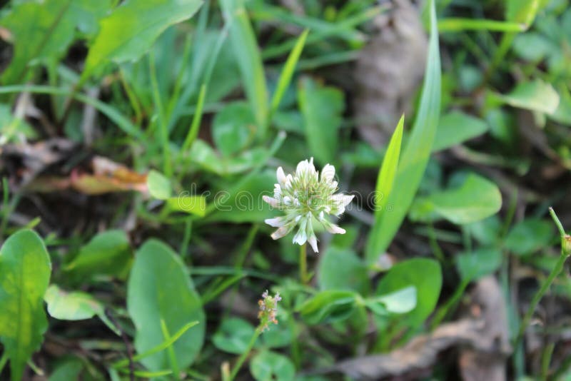 White Flower Clover in the Green Grass Stock Photo Image of season