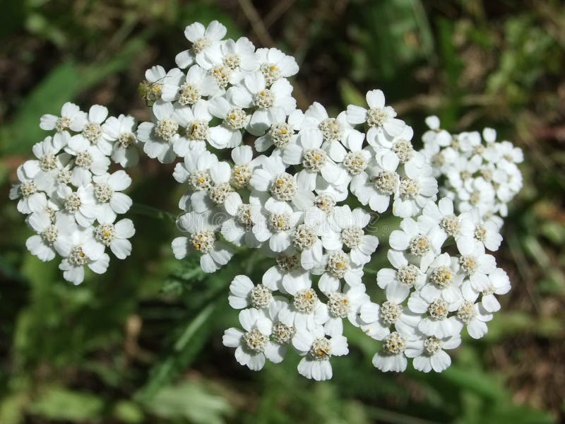 White Flower Cluster stock photo. Image of saskatchewan 37628028