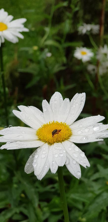 White Flower Daisy Fully Bloom Stock Photo - Image Of White, Daisy