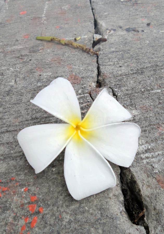 7,132 Falling Flower Petal Stock Photos Free & RoyaltyFree Stock Photos from Dreamstime