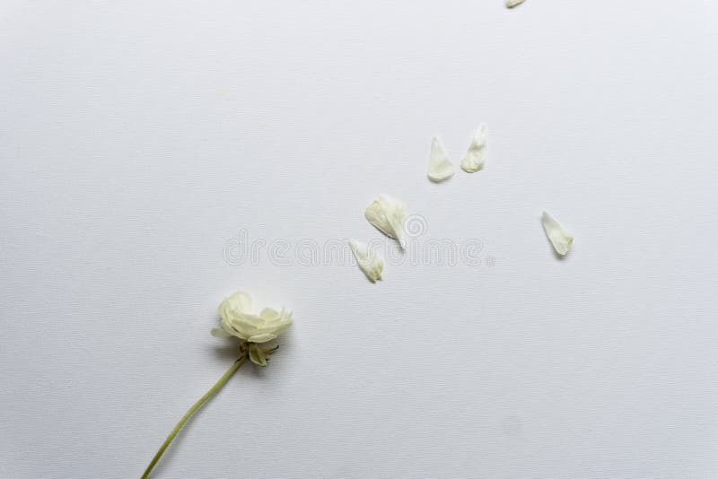White Flower with Few Lost Petals Stock Photo Image of lily, floral