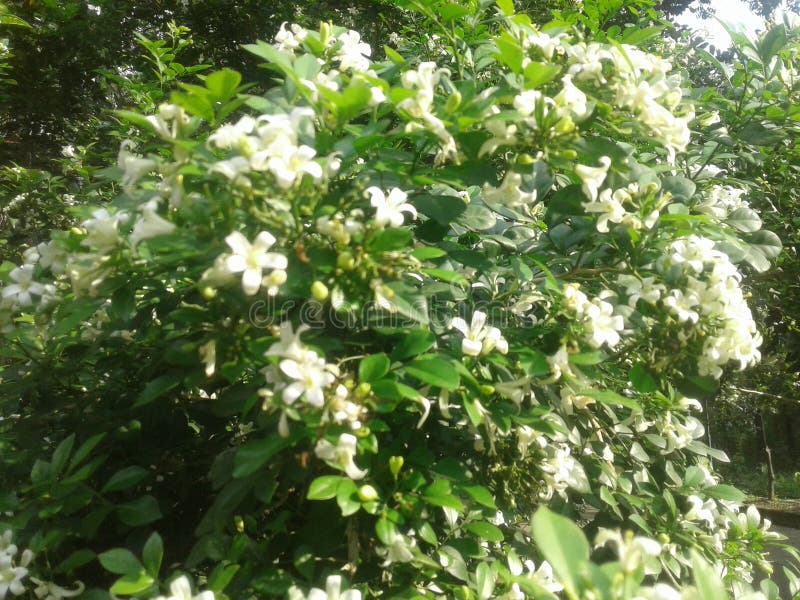 Kemuning white Flowers blooming in the garden covered with own leaves. Kemuning white Flowers blooming in the garden covered with own leaves