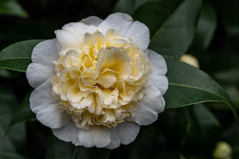 White flower and green leaves all around royalty free stock photo