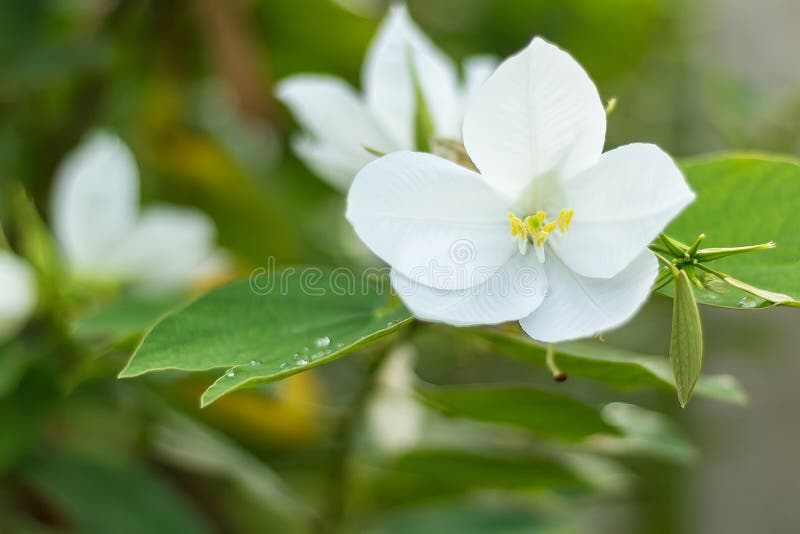 White Flower with Green Leaves on Blurred Background Stock Image