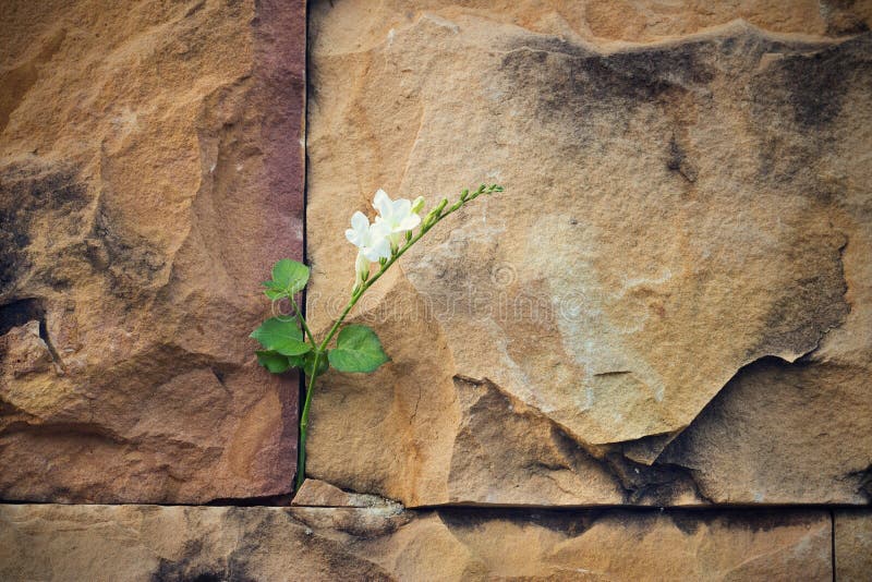 White Flower Growing on Crack Stone Wall Soft Focus Stock Photo Image