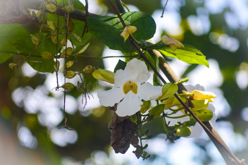 White Flower Hanging from the Tree Stock Image Image of tree, flower