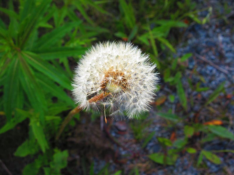 The white flower before its blows and spreads royalty free stock photo The white flower before its blows and spreads royalty free stock photo
